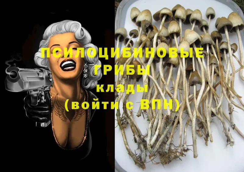 где купить наркоту  Бронницы  Псилоцибиновые грибы Psilocybe 